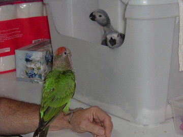 Tim's male Cape 
parrot